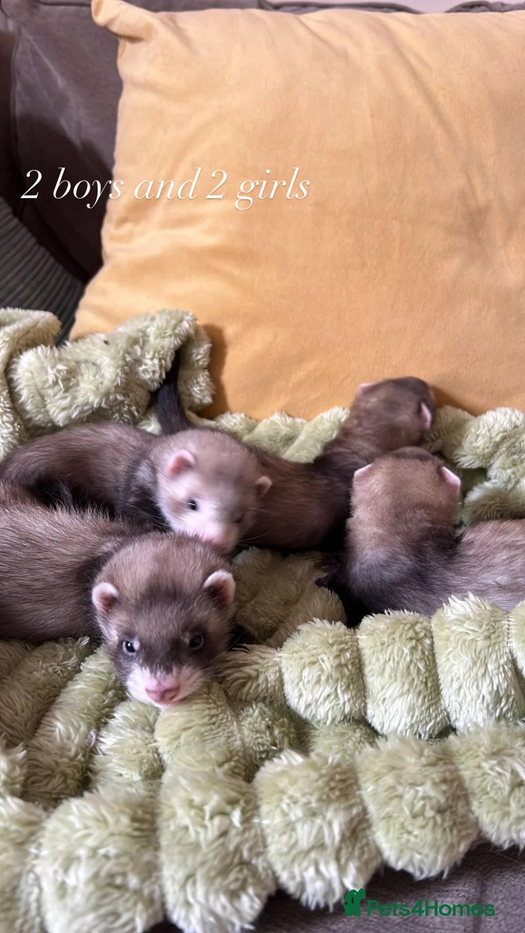 Ferret rodents for sale: Beautiful Baby Ferrets for Sale ❤️ - Advert 2