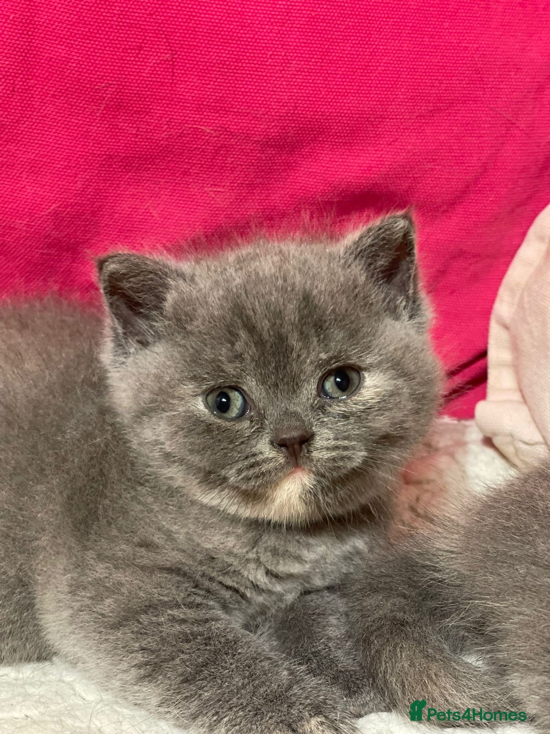 British Shorthair cats for sale: Beautiful British Shorthair Kittens – ReadyOctober - Image 9