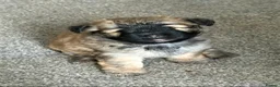 Mixed Breed dogs for sale: Pomeranian , Bichon x  - Advert 7
