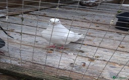 Pigeons birds for sale: Young tipplers/tumblers & racers £3 each - Image 17