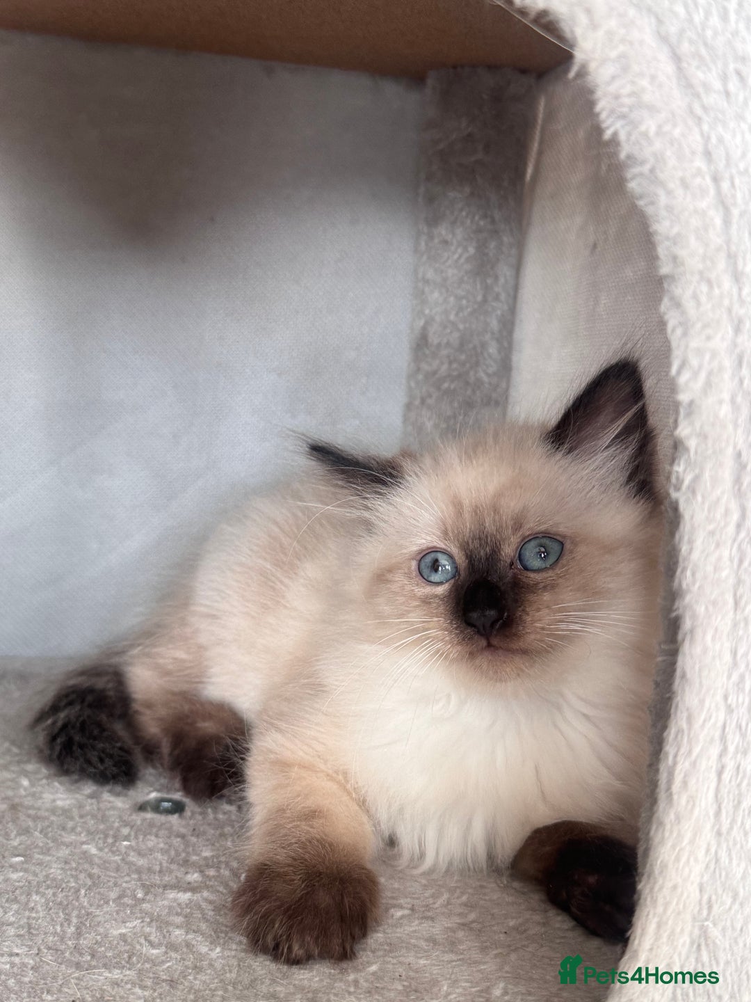 Mixed Breed cats for sale: Ragdoll and Maine Coon crossed  - Image 19