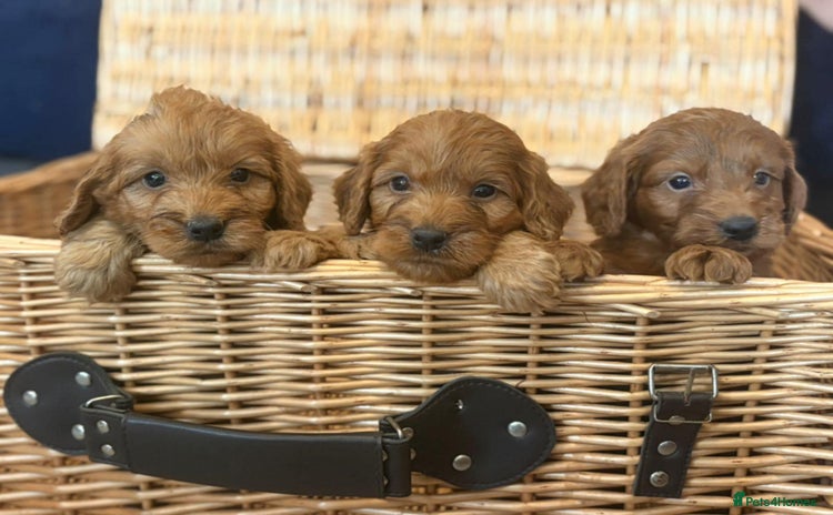 Cockapoo dogs - Advert 12