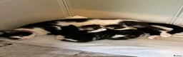 Mixed Breed cats for sale: 3 beautiful short haired kittens for sale  in Eastbourne - Advert 1