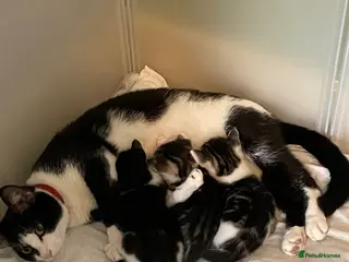 Mixed Breed cats 3 beautiful short haired kittens for sale - Advert 1