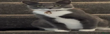 Russian Blue 1