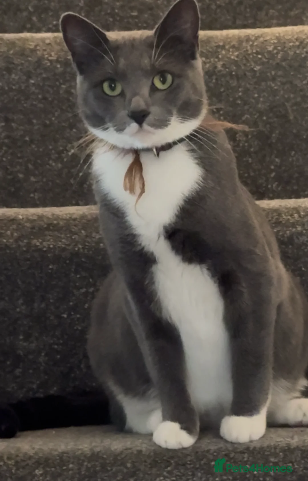 Russian Blue cats for sale: Russian blue tuxedo - Advert 2