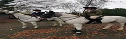 Welsh Section D horses for sale: Blue roan cob - Advert 6