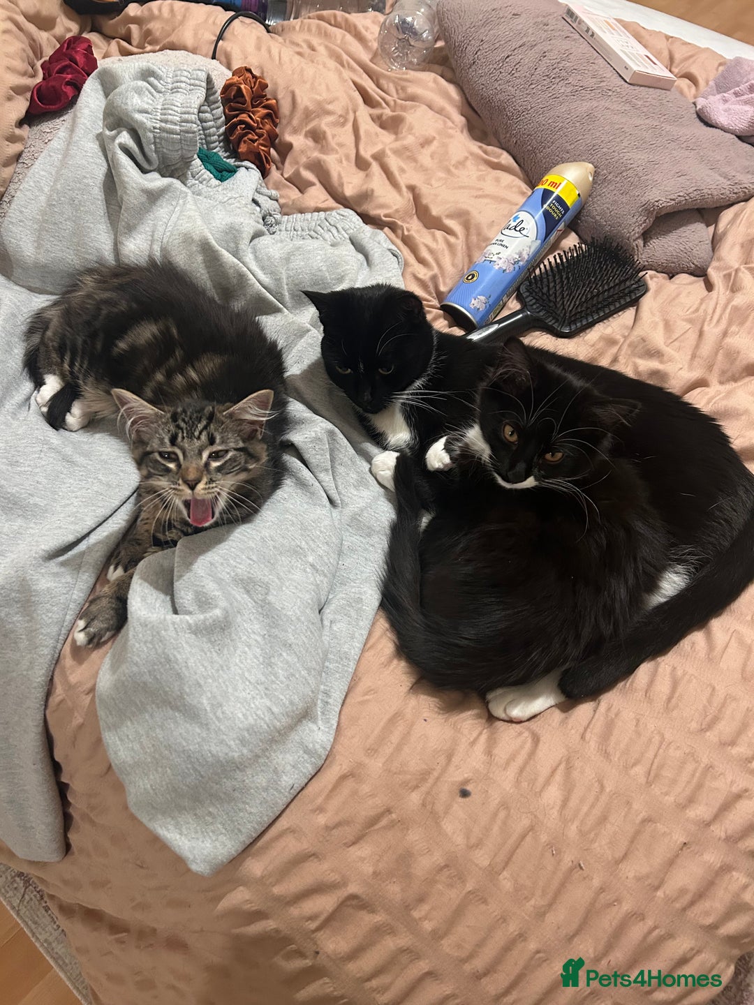 Mixed Breed cats for sale: Jinx  - Advert 2