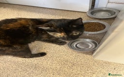 British Shorthair cats for sale: 2 kittens and mother for sale  - Image 4
