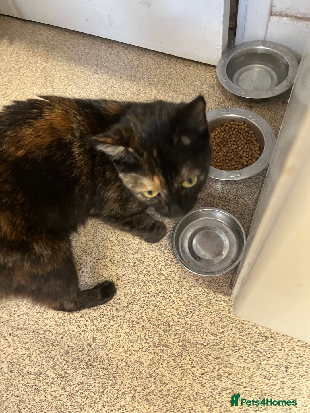 British Shorthair cats for sale: 2 kittens and mother for sale  - Image 4