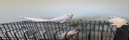 Cockatiels birds for sale: Baby Cockatiels - Albino with red eyes - Advert 5