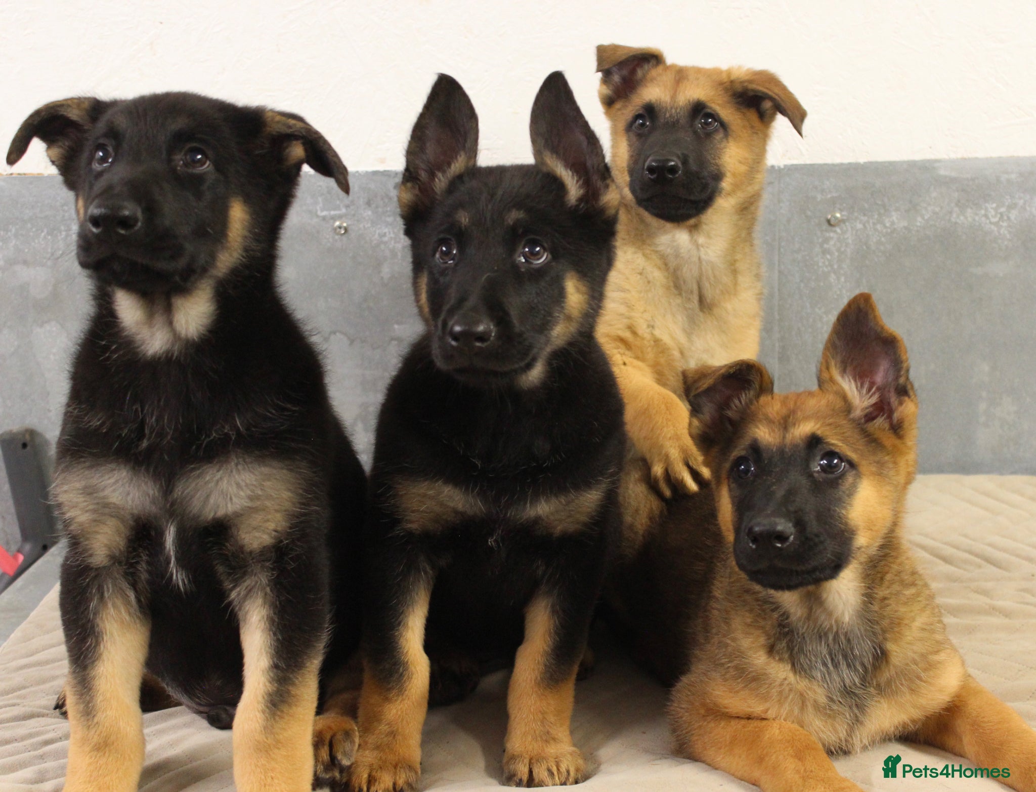 German Shepherd dogs for sale: German Shepherd Puppies  - Advert 1