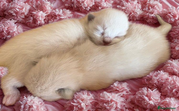 Ragdoll cats - Advert 6