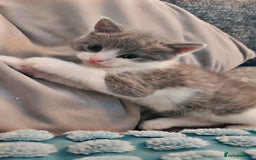 Mixed Breed cats for sale: 2 kittens  - Image 3