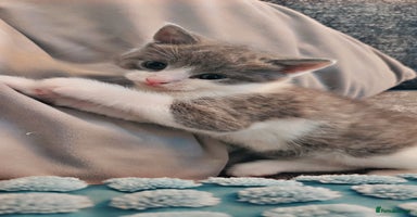 Mixed Breed cats - Advert 5