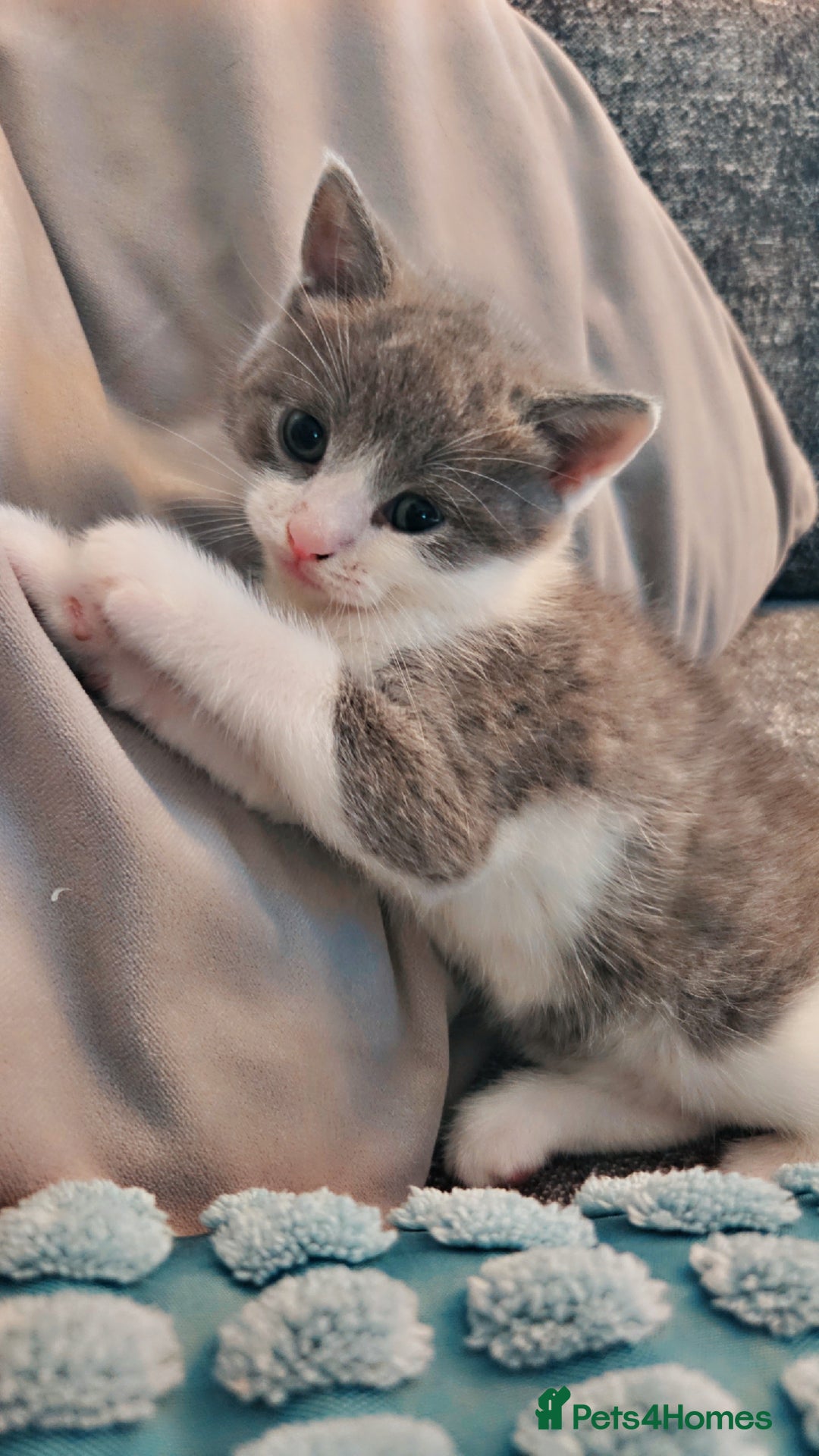 Mixed Breed cats for sale: 2 kittens  - Image 3