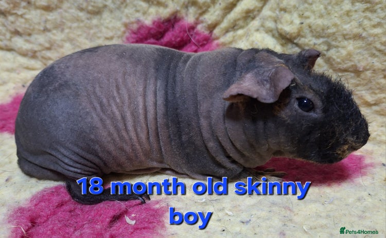 Guinea Pig rodents - Advert 4