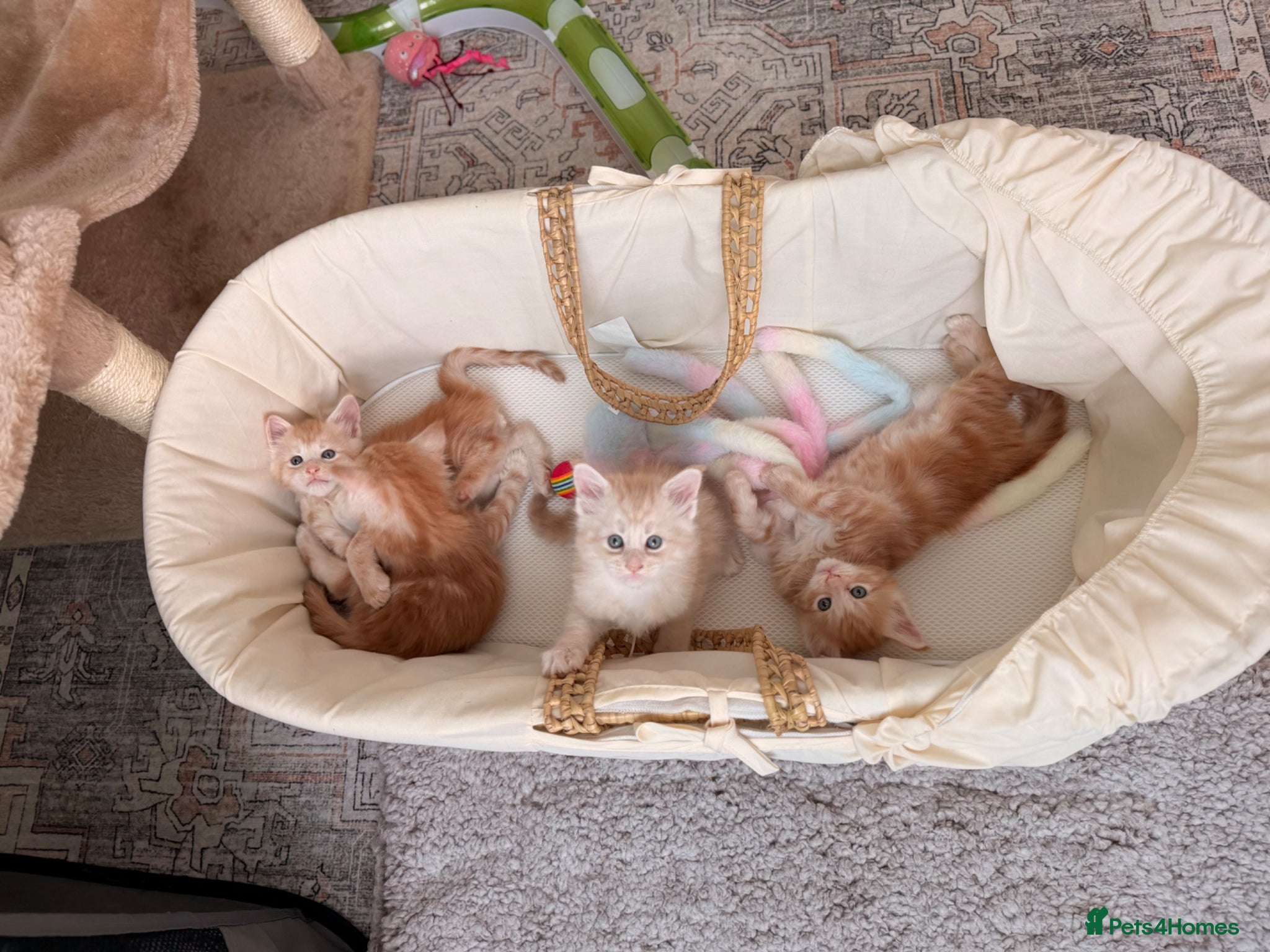 Maine Coon cats Red/White Classic Tabby Maine Coon Kittens - Advert 1