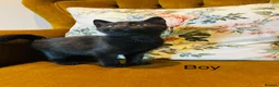 Mixed Breed cats for sale: *READY NOW* 3 Beautiful Black Kittens  - Advert 10