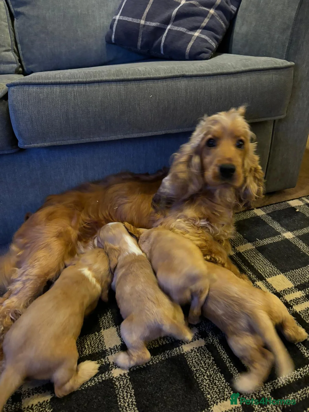 Cocker Spaniel dogs for sale: Stunning show cocker kc registered £ health tested - Advert 3