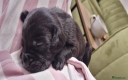 Mixed Breed dogs for sale: Gorgeous Black Poogledoodles Kid-Friendly Beauties - Image 31