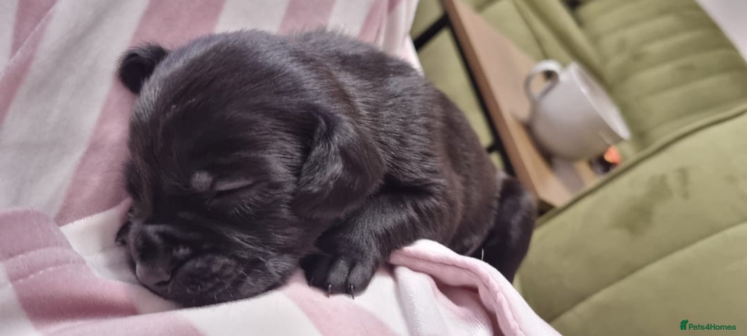 Mixed Breed dogs for sale: Gorgeous Black Poogledoodles Kid-Friendly Beauties - Image 31