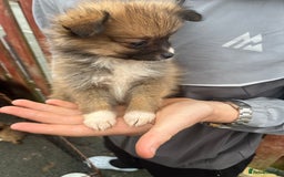 Pomeranian dogs for sale: Pomeranian puppies  - Image 4