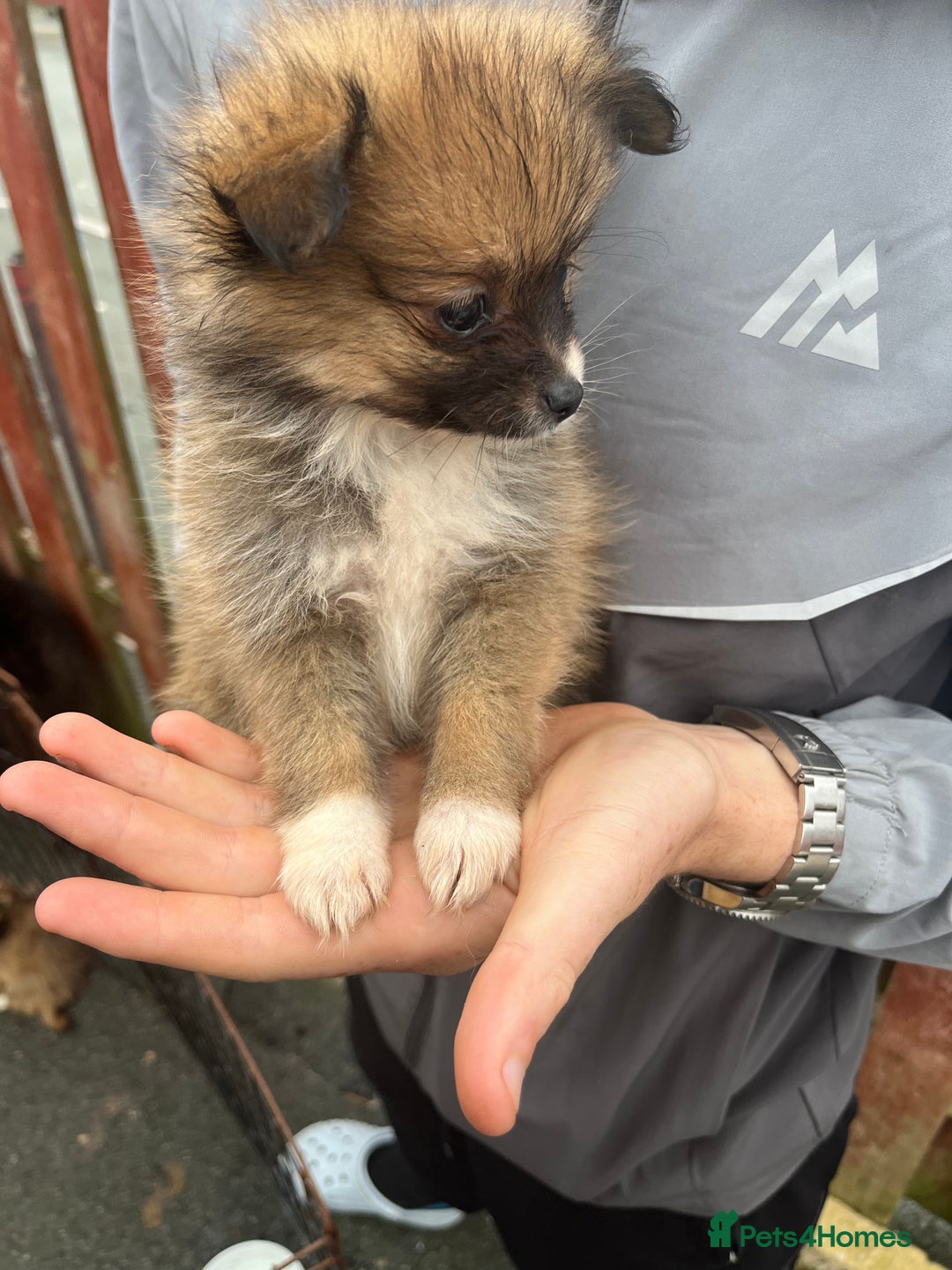 Pomeranian dogs for sale: Pomeranian puppies  - Image 4