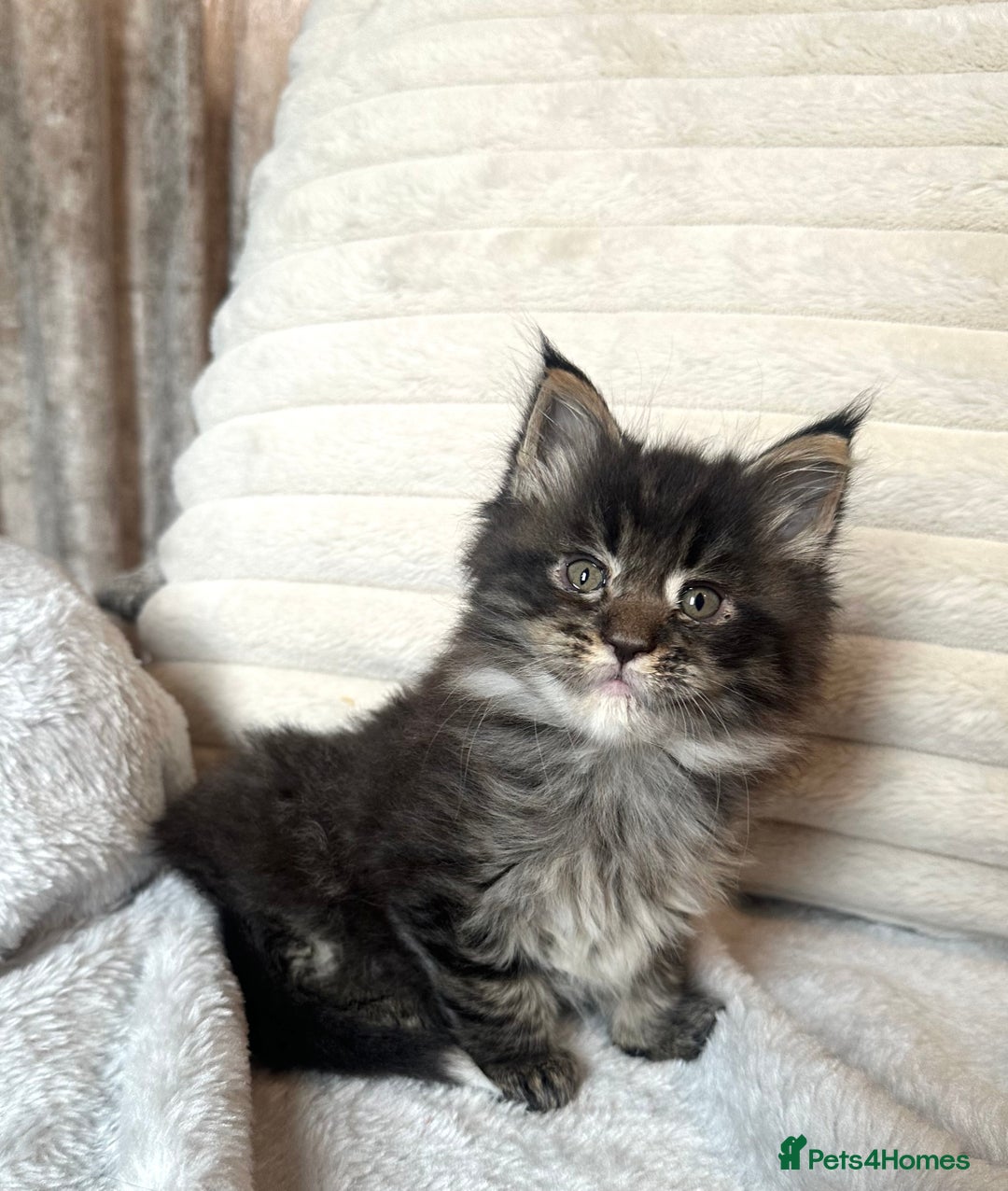 Maine Coon cats for sale: Gorgeous Maine Coon boy  - Advert 3