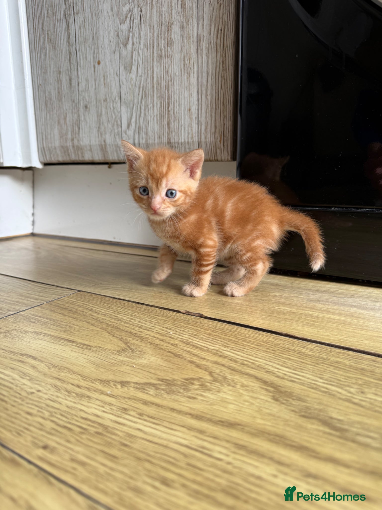Mixed Breed Kitten 2