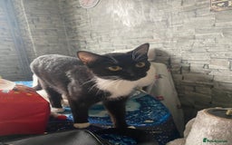 Mixed Breed cats for sale: Beautiful little kittens looking for forever home  - Image 8