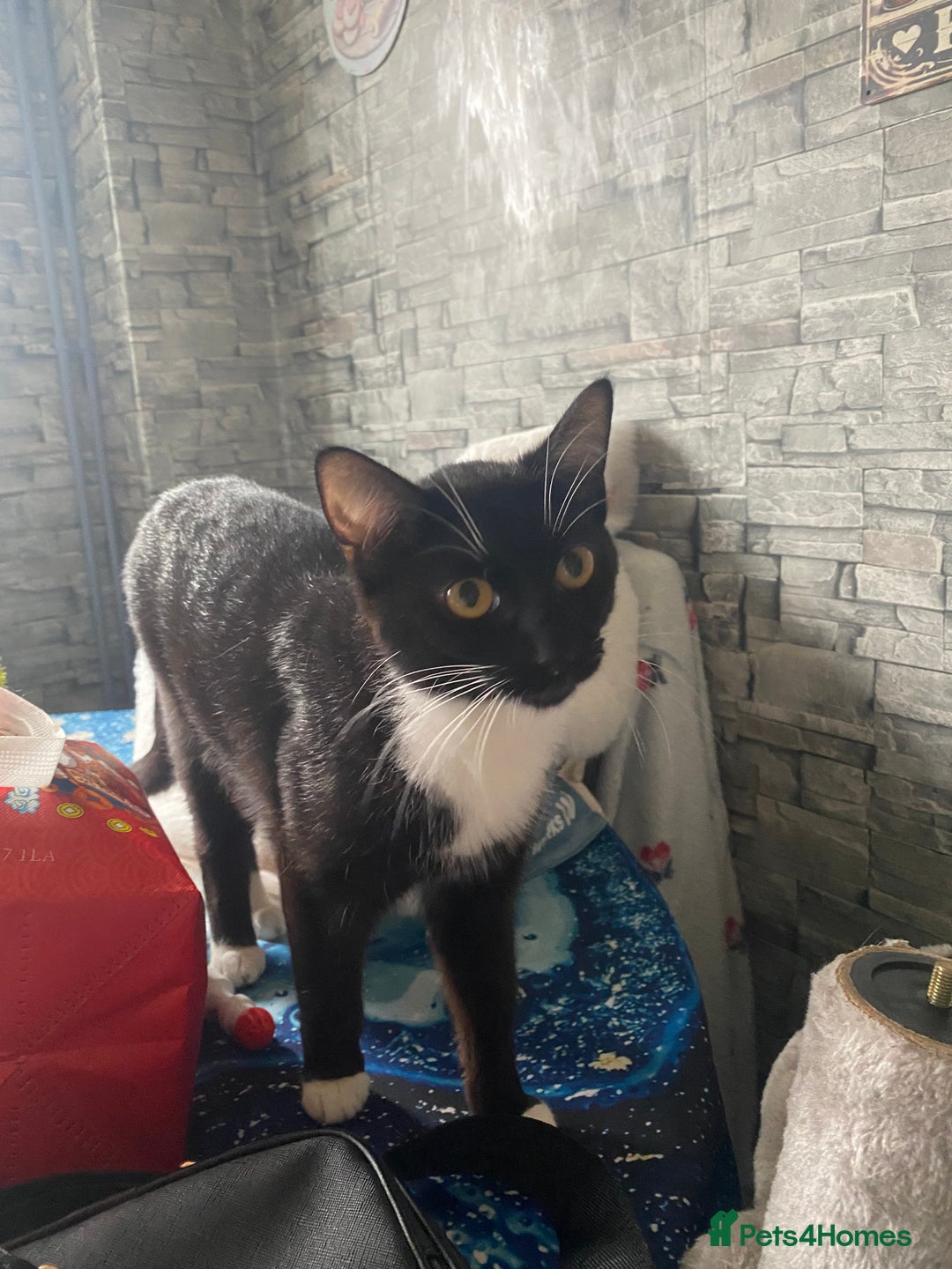 Mixed Breed cats for sale: Beautiful little kittens looking for forever home  - Image 8