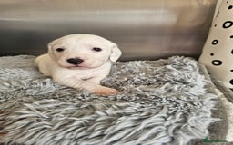 Beagle dogs for sale: BEAGLE X SPANIEL MIX PUPPIES - Image 9