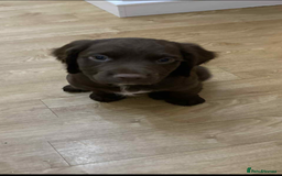 Sprocker dogs for sale: 1 chocolate boy sproker 10 weeks  - Image 21