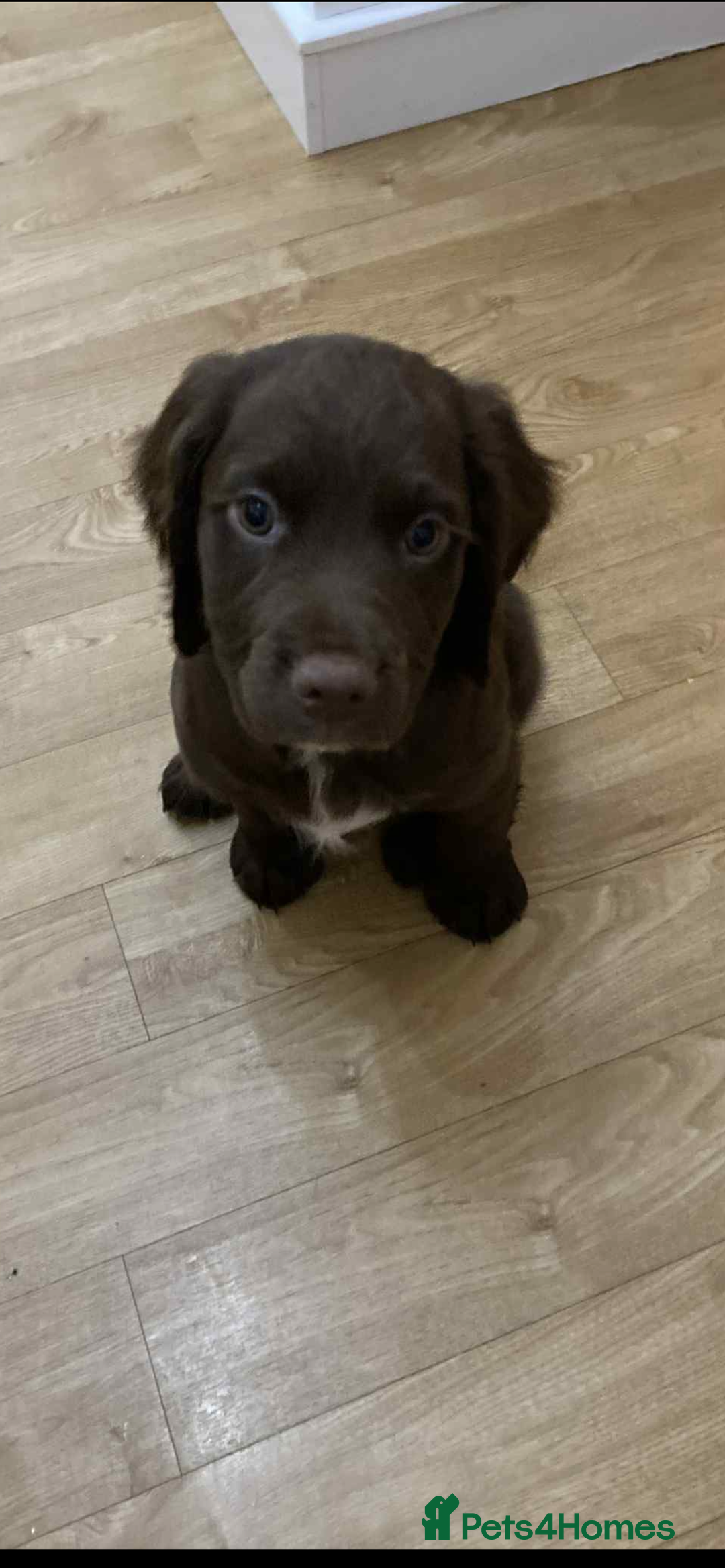Sprocker dogs for sale: 1 chocolate boy sproker 10 weeks  - Image 21