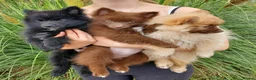 German Spitz dogs for sale: 1 German Spitz Mittel Boy left - Black - Advert 11