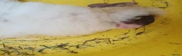 Guinea Pig rodents for sale: Baby boy guinea pigs  available soon - Advert 3