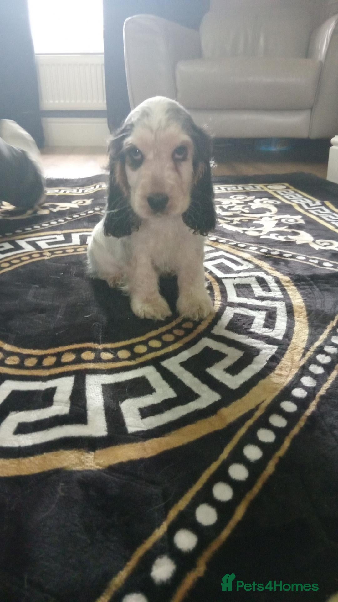 Cocker Spaniel dogs Sensational show type cocker babies.  - Advert 3