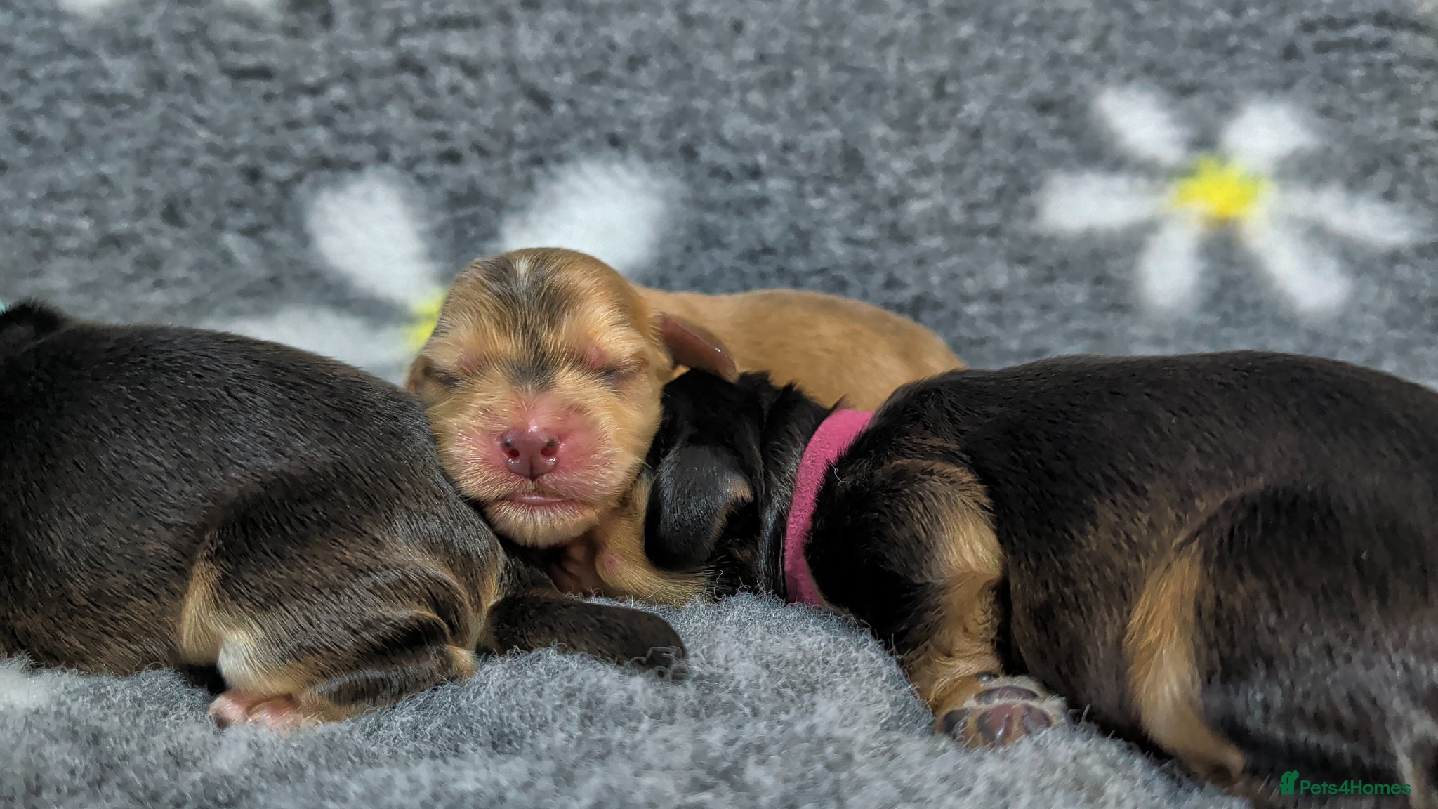 Cocker Spaniel dogs KC Reg Show Type Cocker Spaniel Puppies DNA Tested - Advert 6