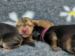 Cocker Spaniel dogs KC Reg Show Type Cocker Spaniel Puppies DNA Tested - Advert 9