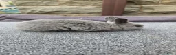 Rex rabbits for sale: Rex & Mini Rex Kits Available - Advert 11