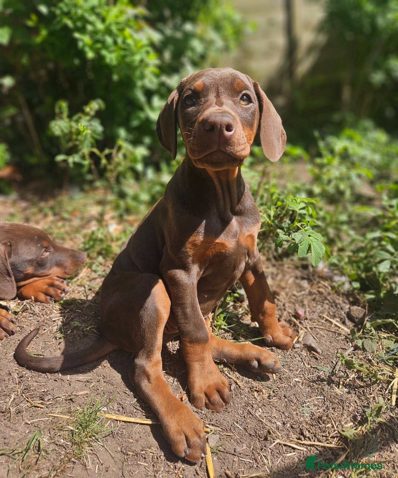 Dobermann dogs 🔥Ready now Top Quality 🏆 KC Registered pup's 🐾 - Advert 12