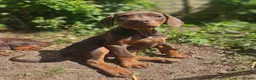 Dobermann dogs for sale: 🔥Ready now Top Quality 🏆 KC Registered pup's 🐾 - Advert 1