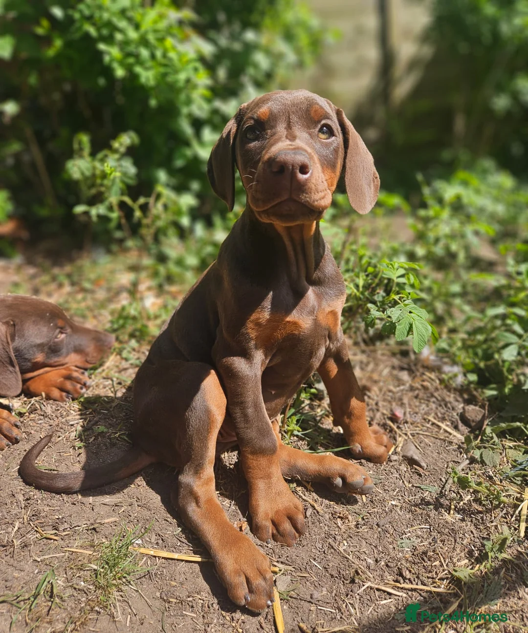Dobermann dogs for sale: 🔥Ready now Top Quality 🏆 KC Registered pup's 🐾 - Advert 1
