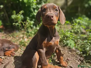Dobermann dogs 🔥Ready now Top Quality 🏆 KC Registered pup's 🐾 - Advert 12