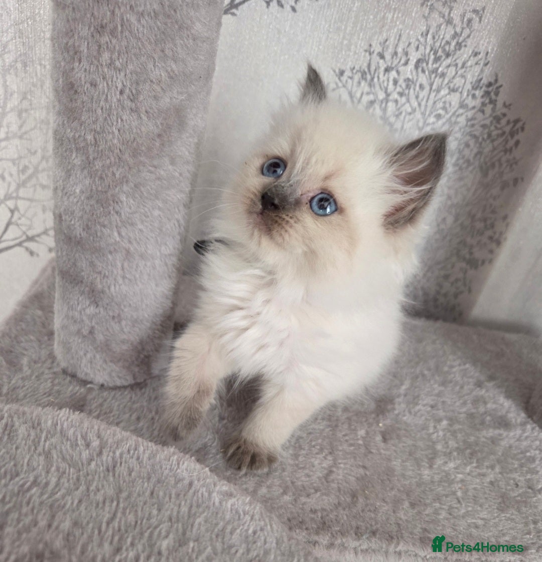 Siberian cats for sale: GCCF champion bloodline siberian nevas - Image 16