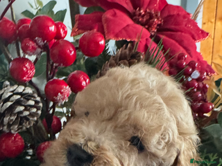 Toy Poodle dogs KC STUNNING TRUE TOY POODLES - Advert 3