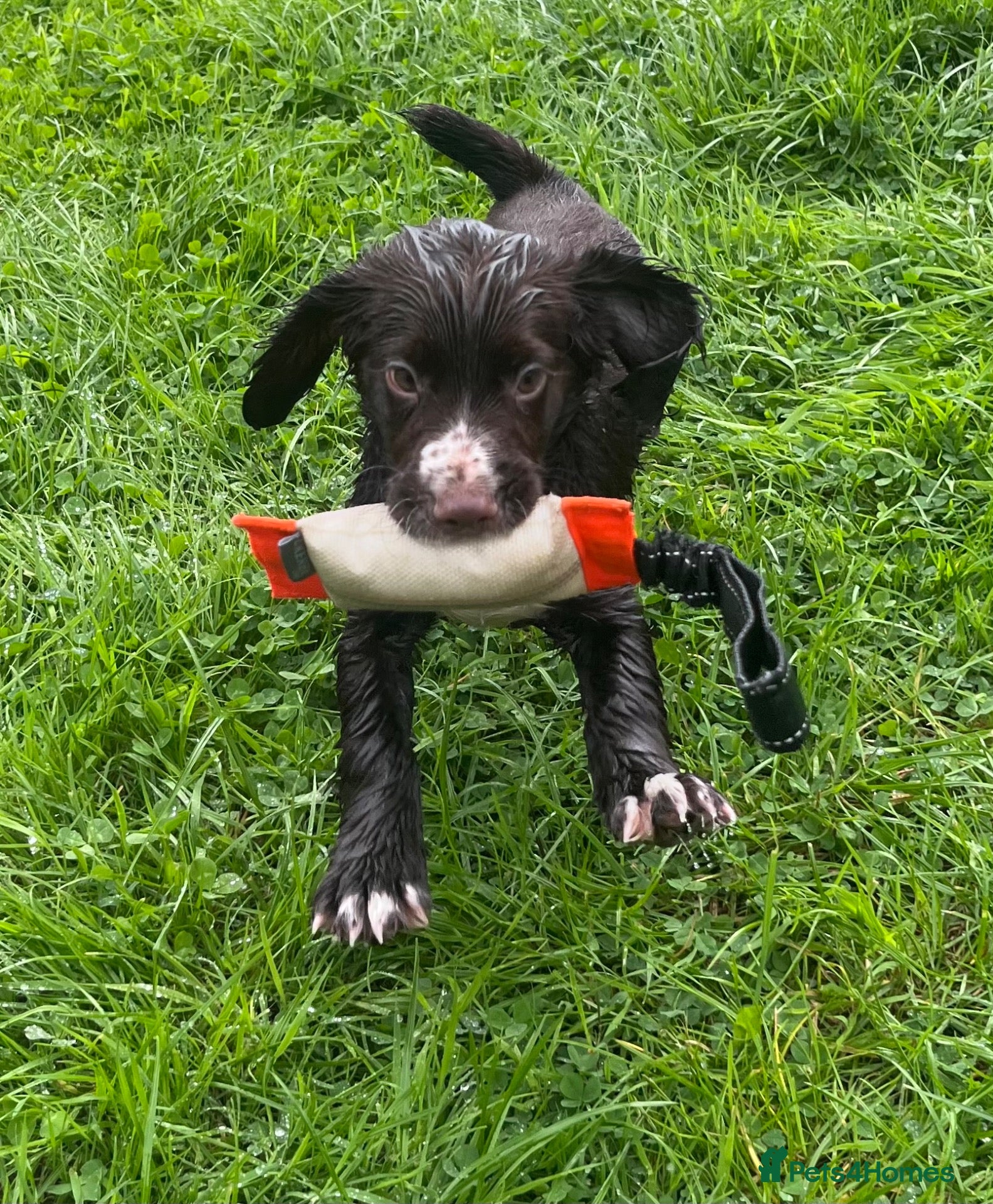 Cocker Spaniel dogs Ready Now KC reg Working Cocker Spaniels - Advert 16