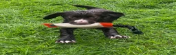 Cocker Spaniel dogs for sale: Ready Now KC reg Working Cocker Spaniels - Advert 5