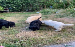 Sproodle dogs for sale: Sproodle puppies ready now - Image 3